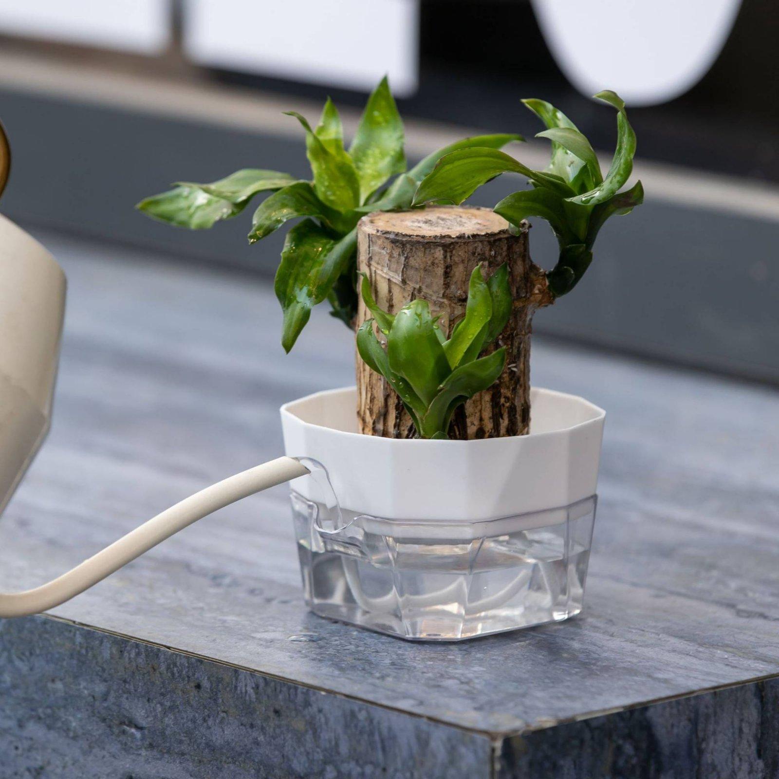 Jarrón Hidropónico de Dos Capa - Self Watering Planter reseña y precio