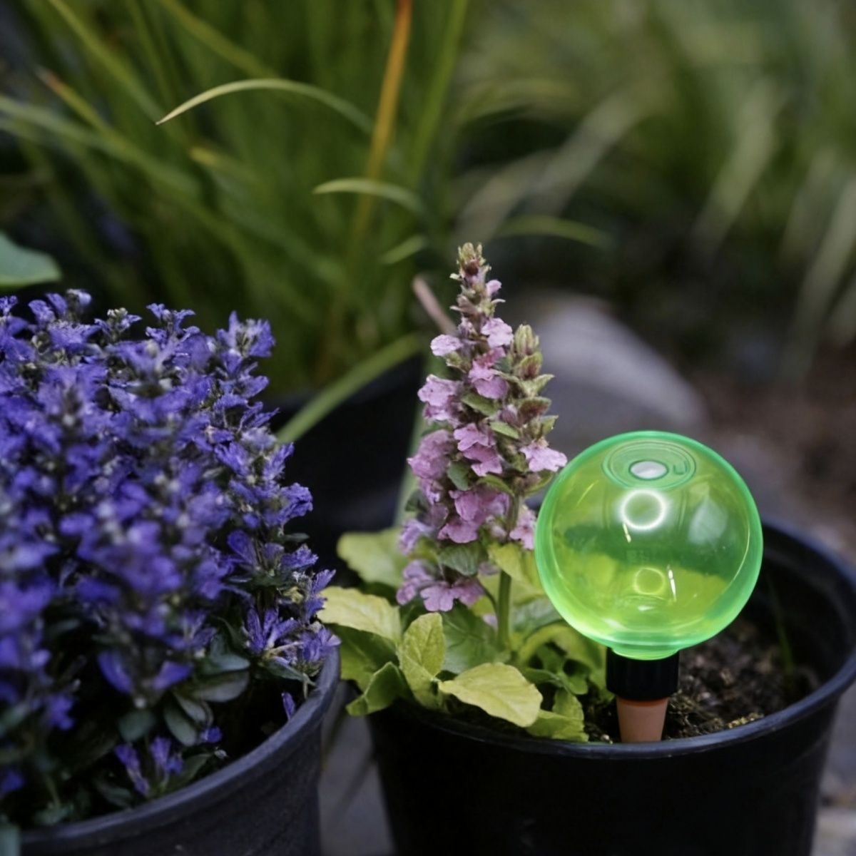 3 Globos de Riego Automático p - Self Watering Planter reseña y precio