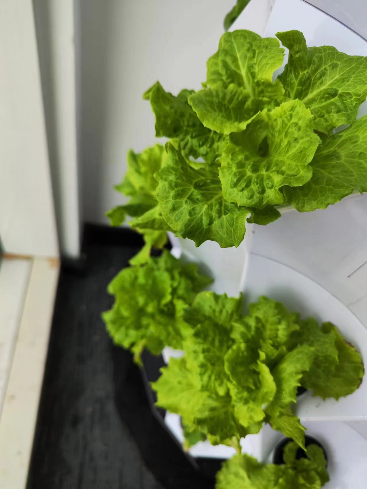 Sistema de Riego Automático pa - Hydroponic Tower reseña y precio